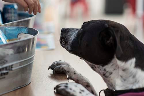 watch dog a person