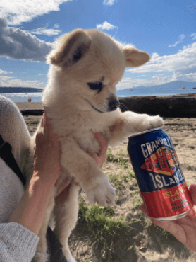 puppy touching a can